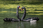swimming Black Swans