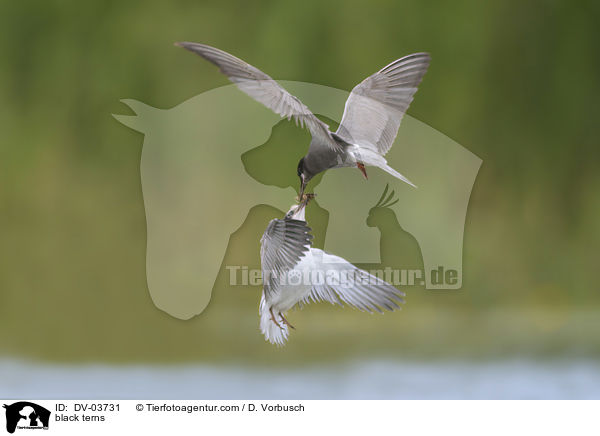 black terns / DV-03731