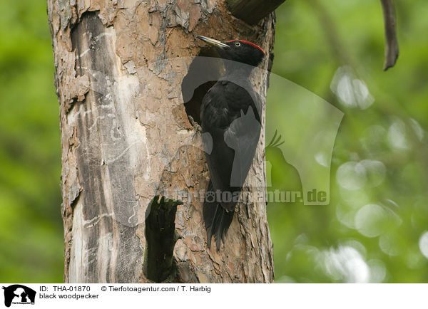 black woodpecker / THA-01870