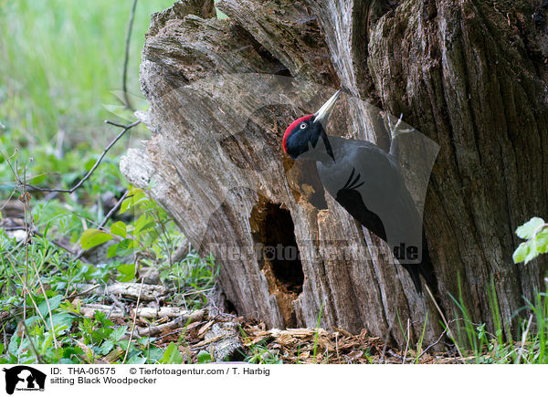 sitting Black Woodpecker / THA-06575
