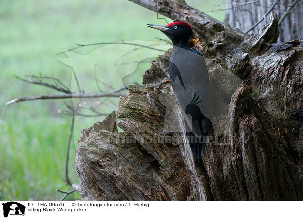 sitting Black Woodpecker / THA-06576