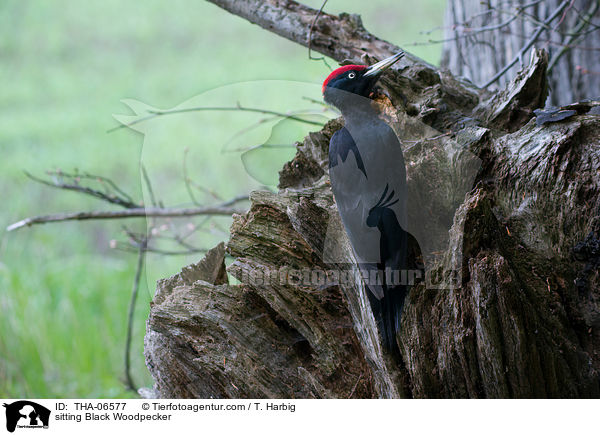 sitting Black Woodpecker / THA-06577