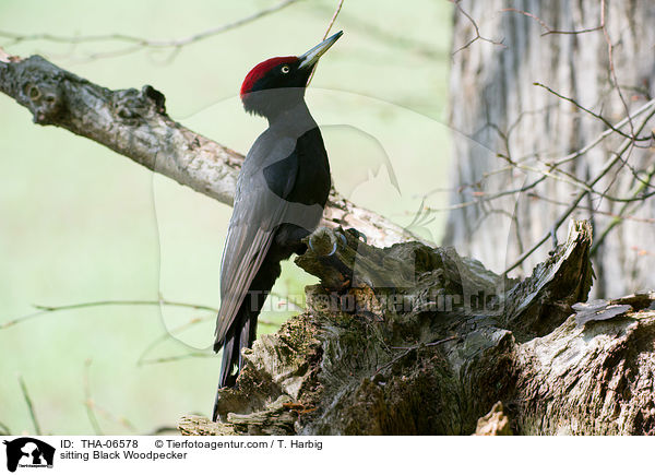sitting Black Woodpecker / THA-06578