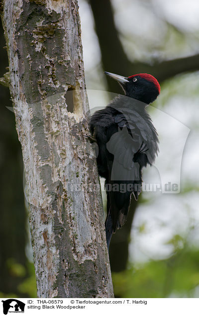 sitting Black Woodpecker / THA-06579