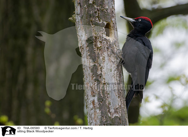 sitting Black Woodpecker / THA-06580