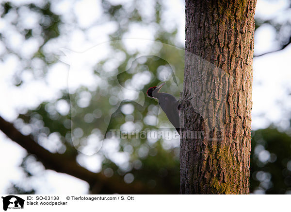 black woodpecker / SO-03138