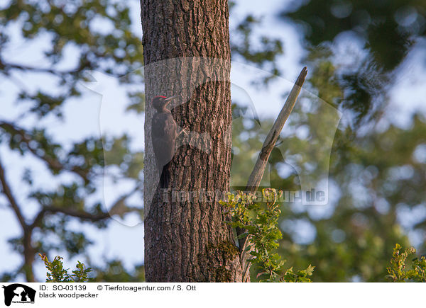 black woodpecker / SO-03139
