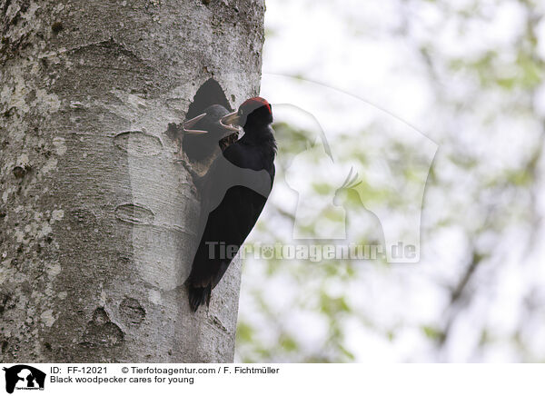 Black woodpecker cares for young / FF-12021