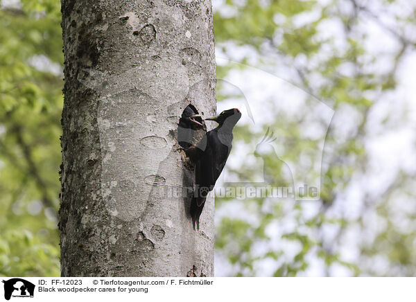 Black woodpecker cares for young / FF-12023