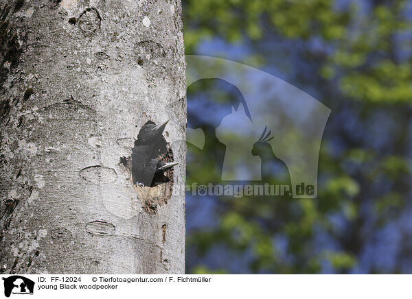 young Black woodpecker / FF-12024