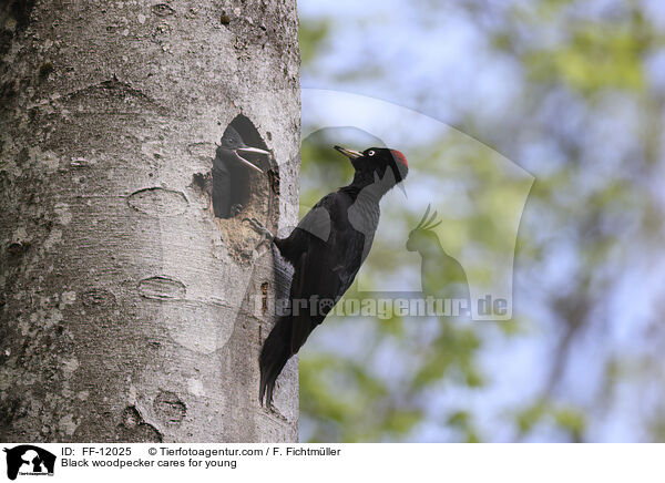 Black woodpecker cares for young / FF-12025
