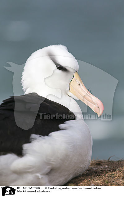 black-browed albatross / MBS-13366
