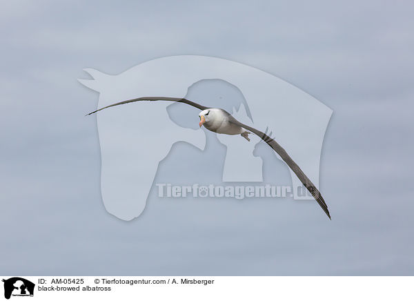 black-browed albatross / AM-05425