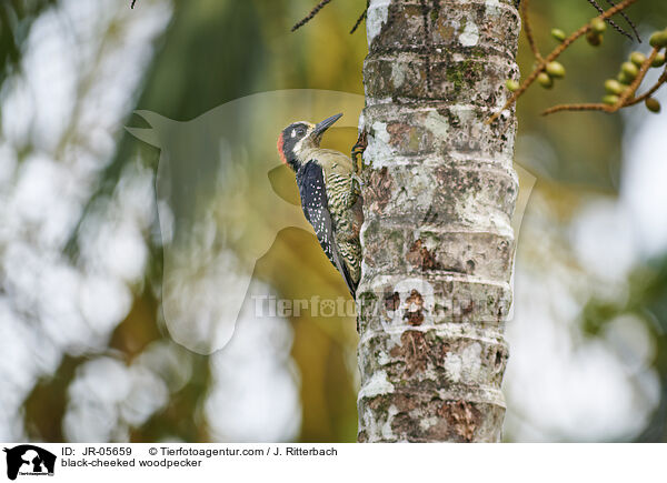 black-cheeked woodpecker / JR-05659