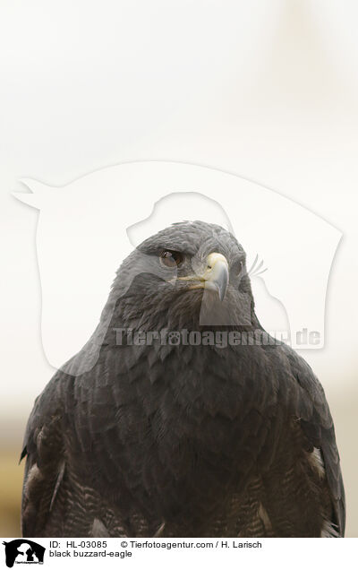 black buzzard-eagle / HL-03085