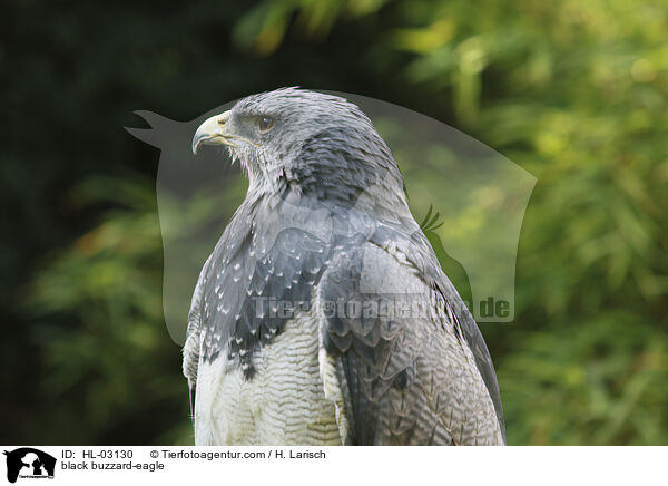 black buzzard-eagle / HL-03130