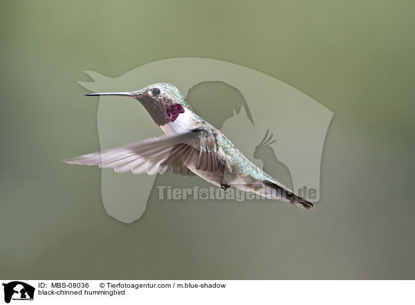 black-chinned hummingbird / MBS-08036