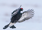 flying Black grouse