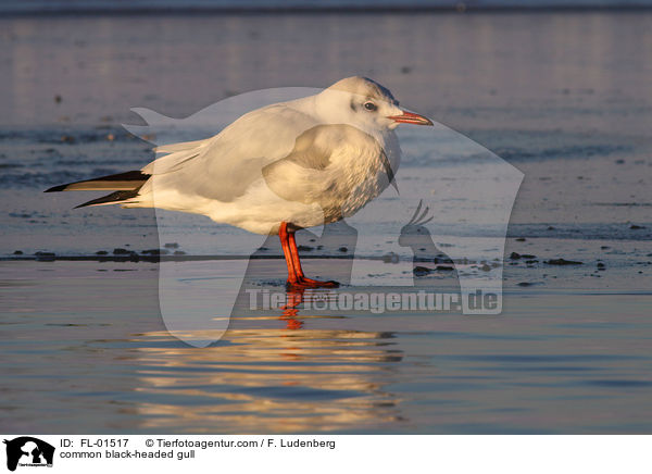common black-headed gull / FL-01517