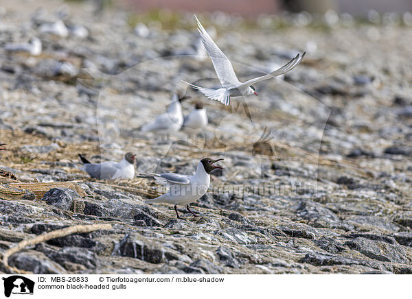 common black-headed gulls / MBS-26833