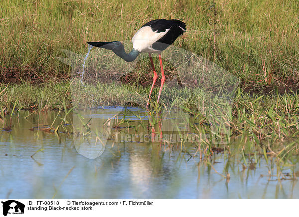 standing Black-necked stork / FF-08518