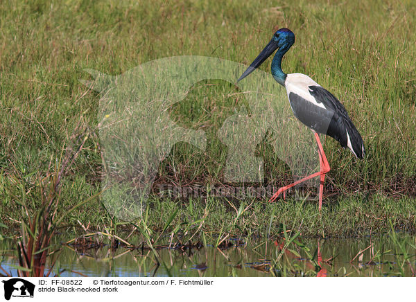 stride Black-necked stork / FF-08522