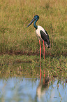 standing Black-necked stork