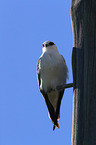 sitting Black-shouldered Kite