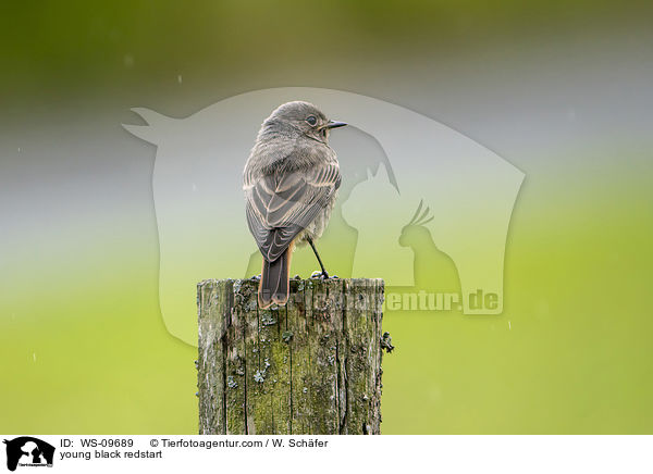 young black redstart / WS-09689