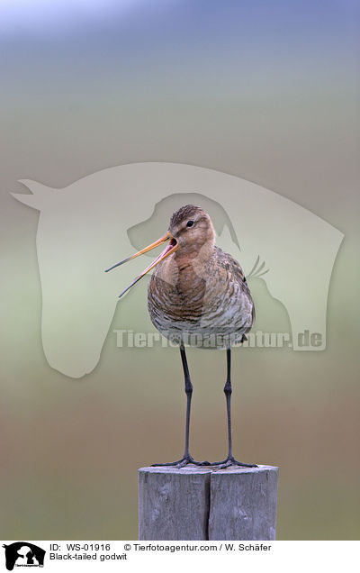 Black-tailed godwit / WS-01916