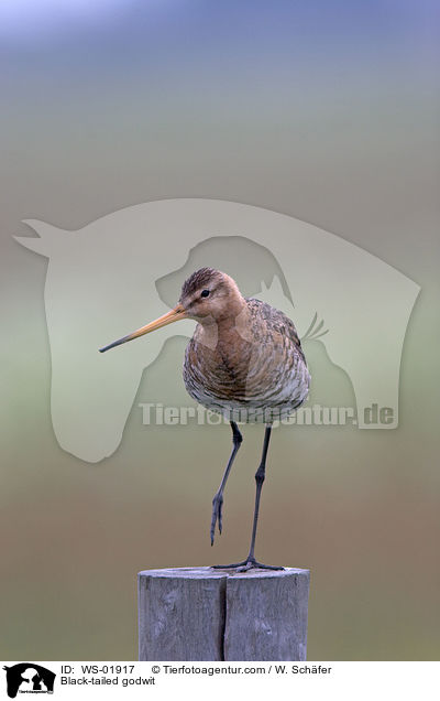 Black-tailed godwit / WS-01917