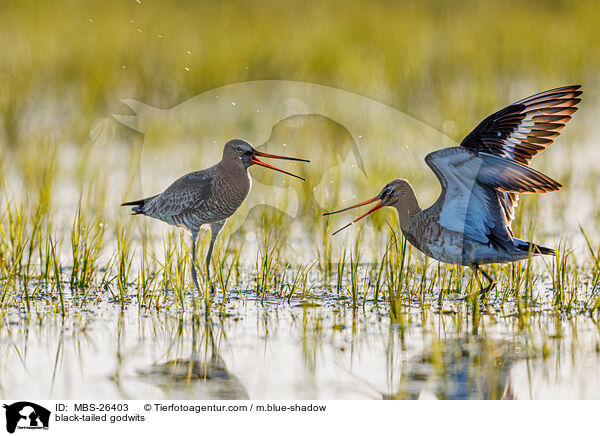 black-tailed godwits / MBS-26403