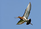 Black-tailed godwit