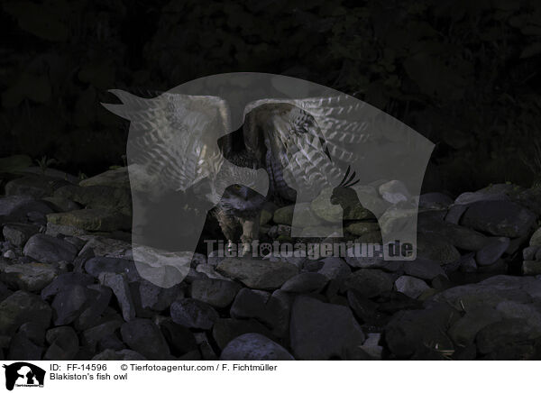 Blakiston's fish owl / FF-14596