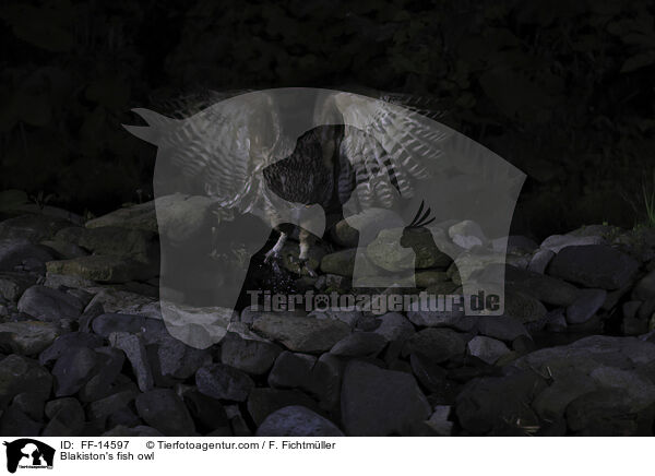 Blakiston's fish owl / FF-14597