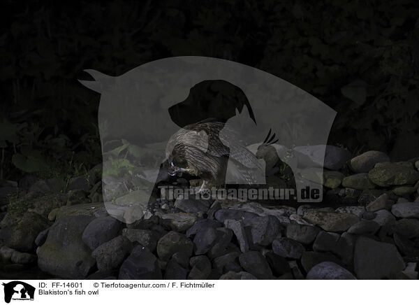 Riesenfischuhu / Blakiston's fish owl / FF-14601