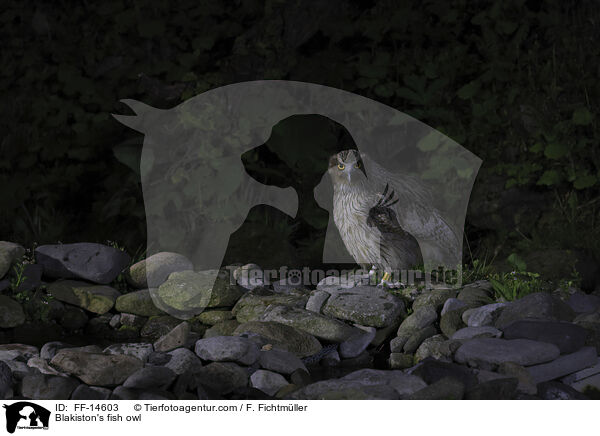 Blakiston's fish owl / FF-14603