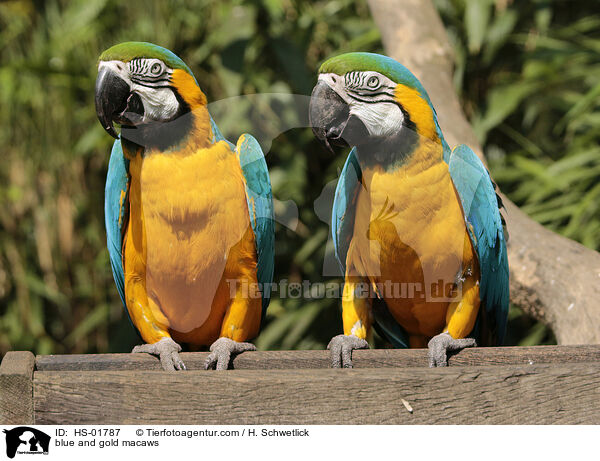 blue and gold macaws / HS-01787