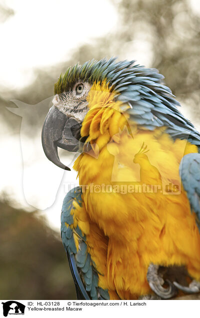 Gelbbrustara / Yellow-breasted Macaw / HL-03128