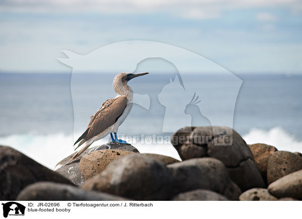 blue-footed booby / JR-02696