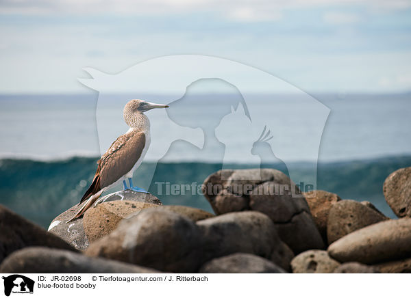 blue-footed booby / JR-02698