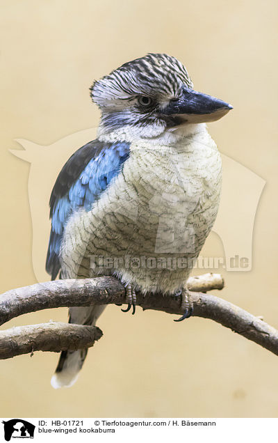 blue-winged kookaburra / HB-01721