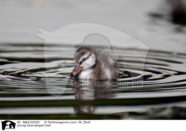 young blue-winged teal / MAZ-02020