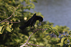 boat-tailed grackle
