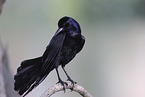 boat-tailed grackle
