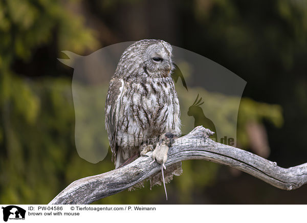 brown owl with mouse / PW-04586