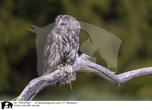 brown owl with mouse / PW-04587