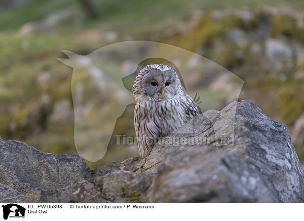 Ural Owl / PW-05398