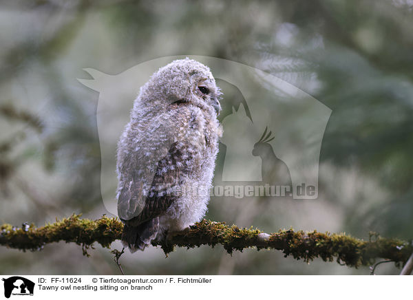 Tawny owl nestling sitting on branch / FF-11624