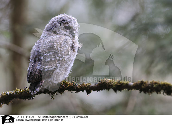 Tawny owl nestling sitting on branch / FF-11626